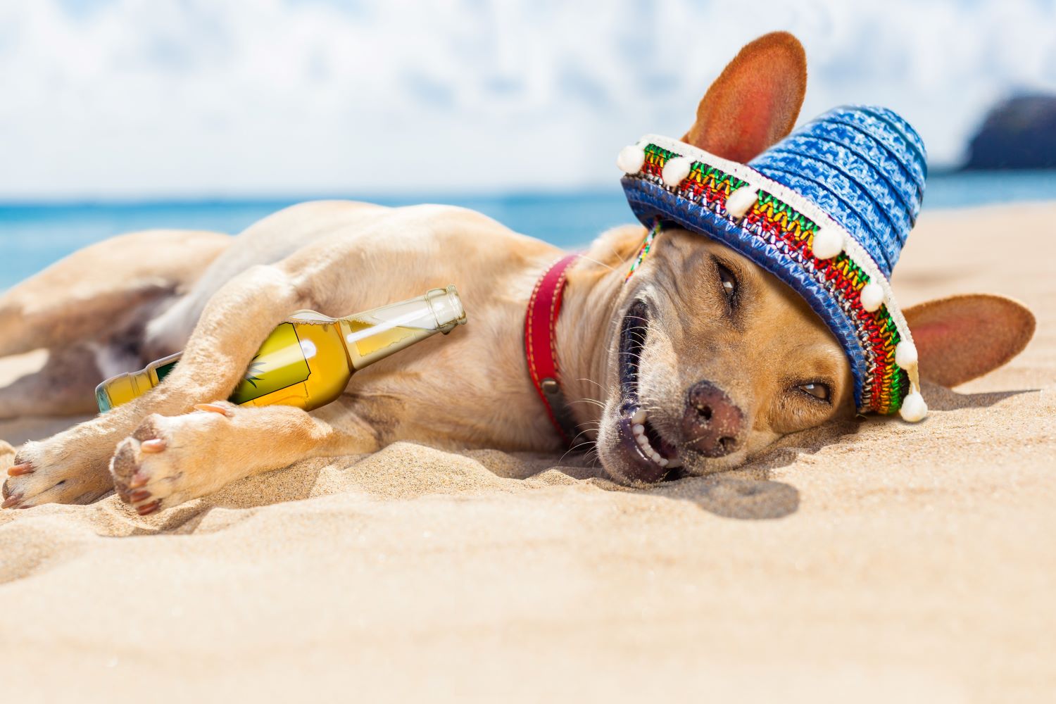 Mogen honden bier drinken Depositphotos_99721320_S