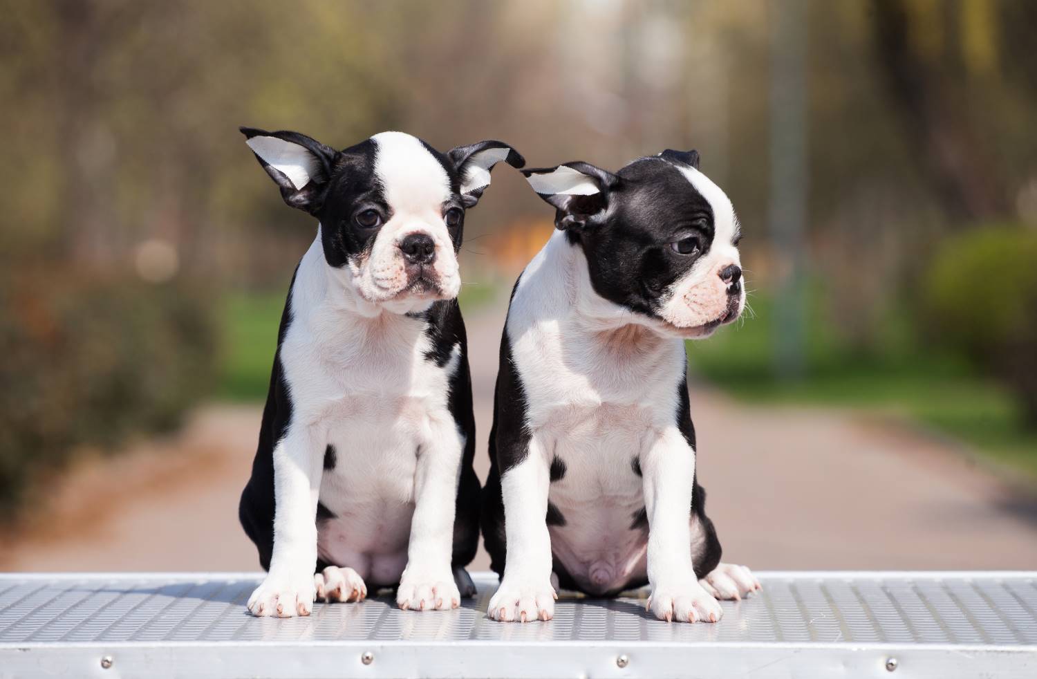 Omgekeerd niezen of reverse sneezing Boston Terrier Depositphotos_453788526_S