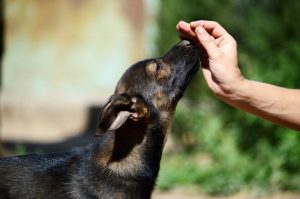 Omgekeerd niezen of reverse sneezing Depositphotos_327370528_S