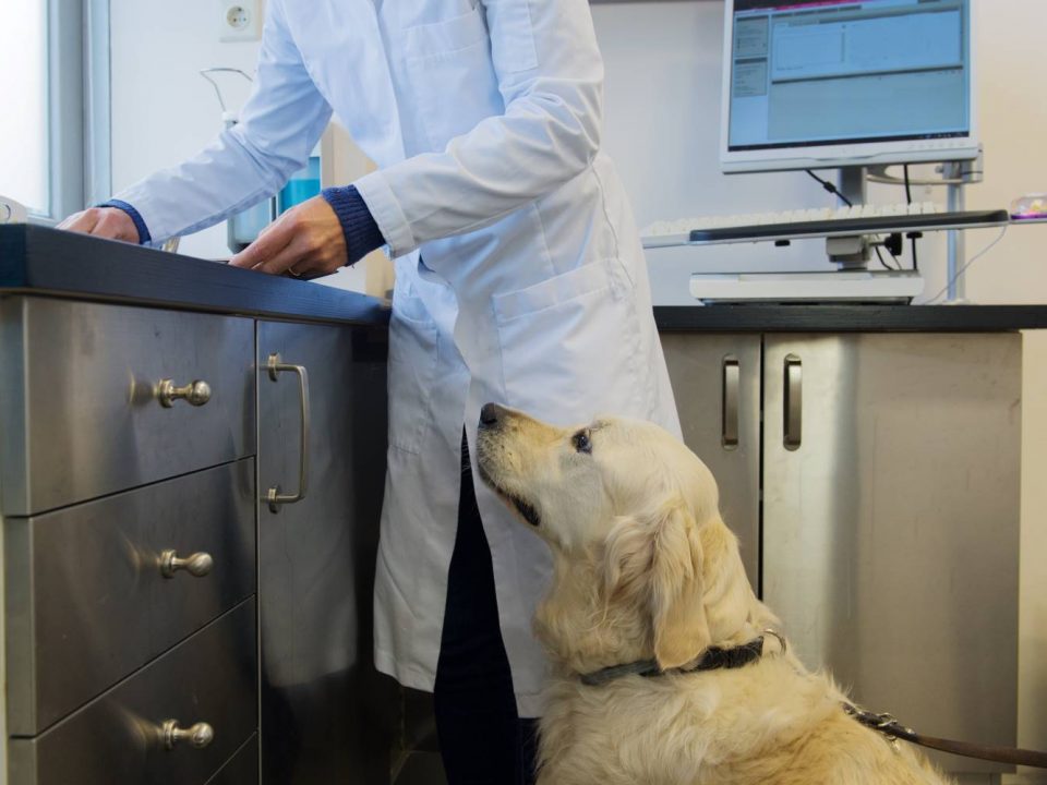 hond bij de dokter Depositphotos_50320991_S