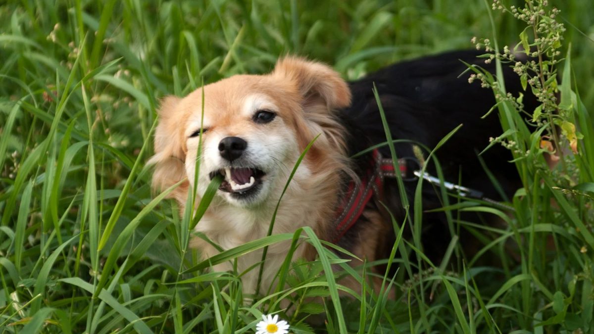 waarom eet een hond gras Depositphotos_51511925_S