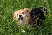 waarom eet een hond gras Depositphotos_51511925_S