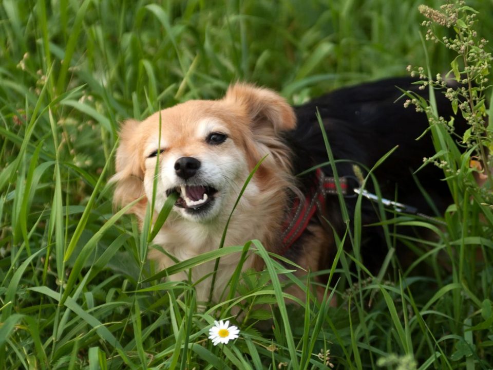 waarom eet een hond gras Depositphotos_51511925_S