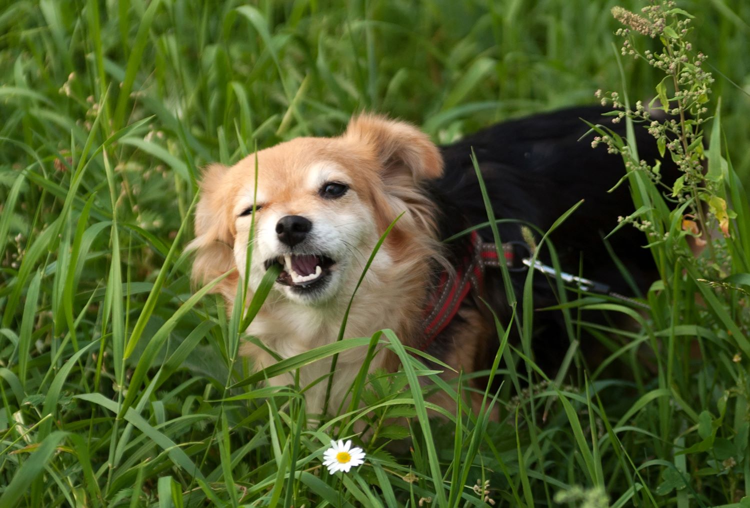 10 belangrijkste hondenziektes op een rij De Nieuwe Hond