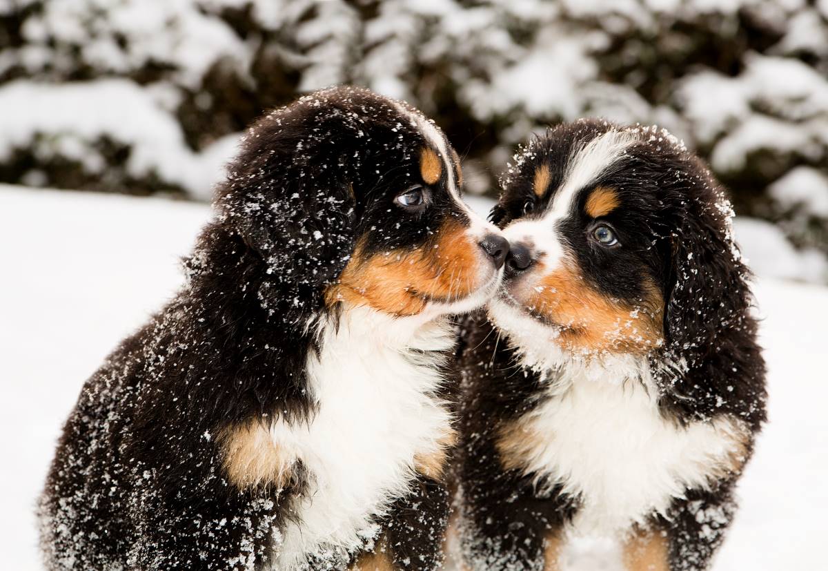 Labernese puppy - Berner Sennenhond Depositphotos_16980291_S