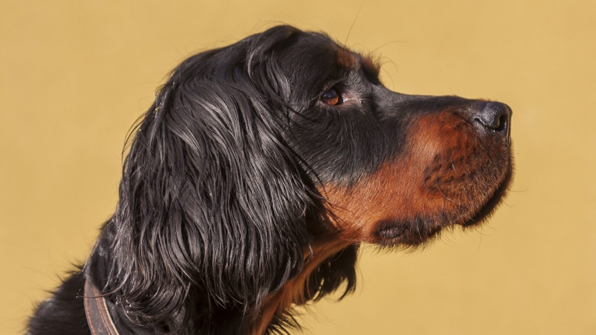 Gordon Setter Depositphotos_358874108_S