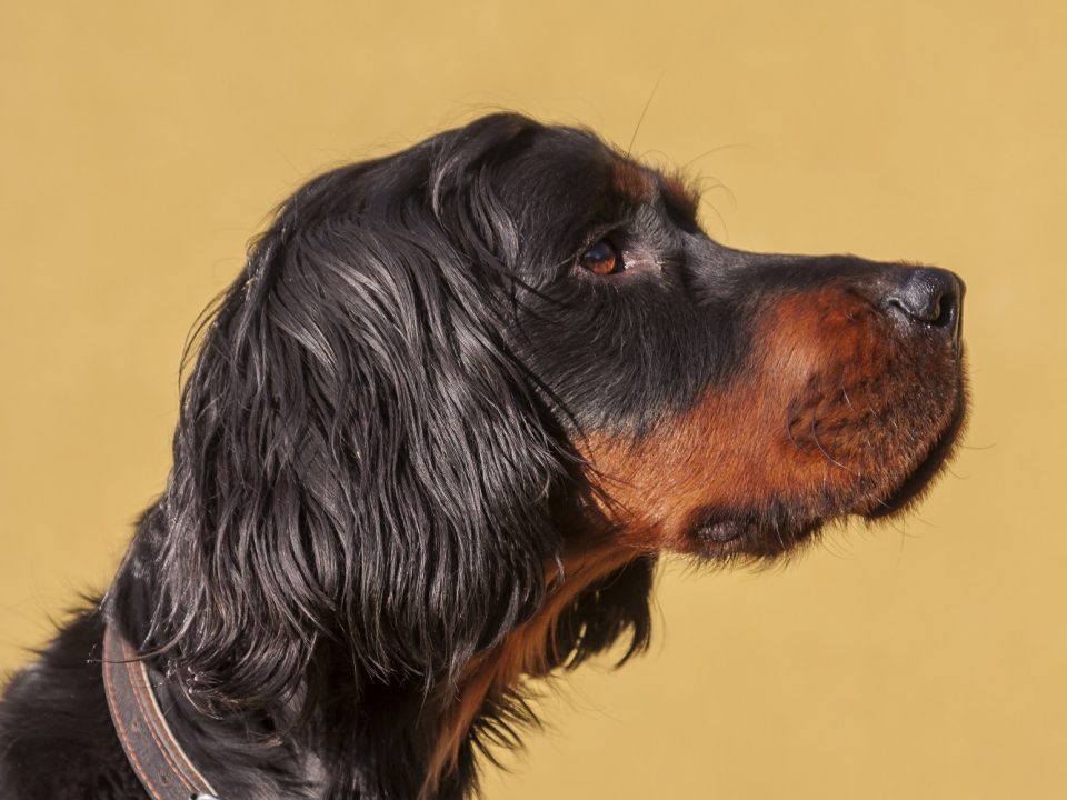 Gordon Setter Depositphotos_358874108_S