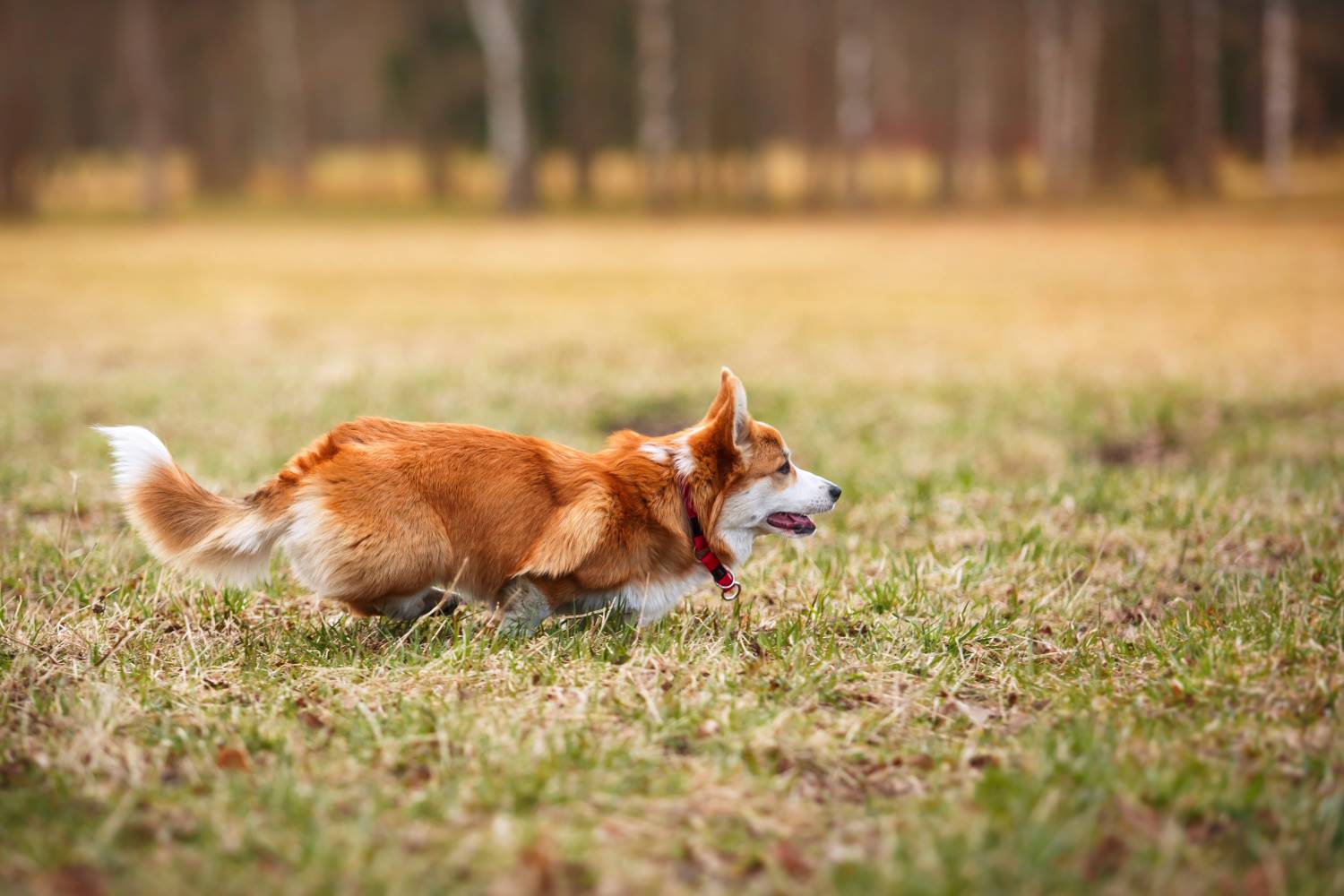 Welsh Corgi Pembroke Depositphotos_87766166_S