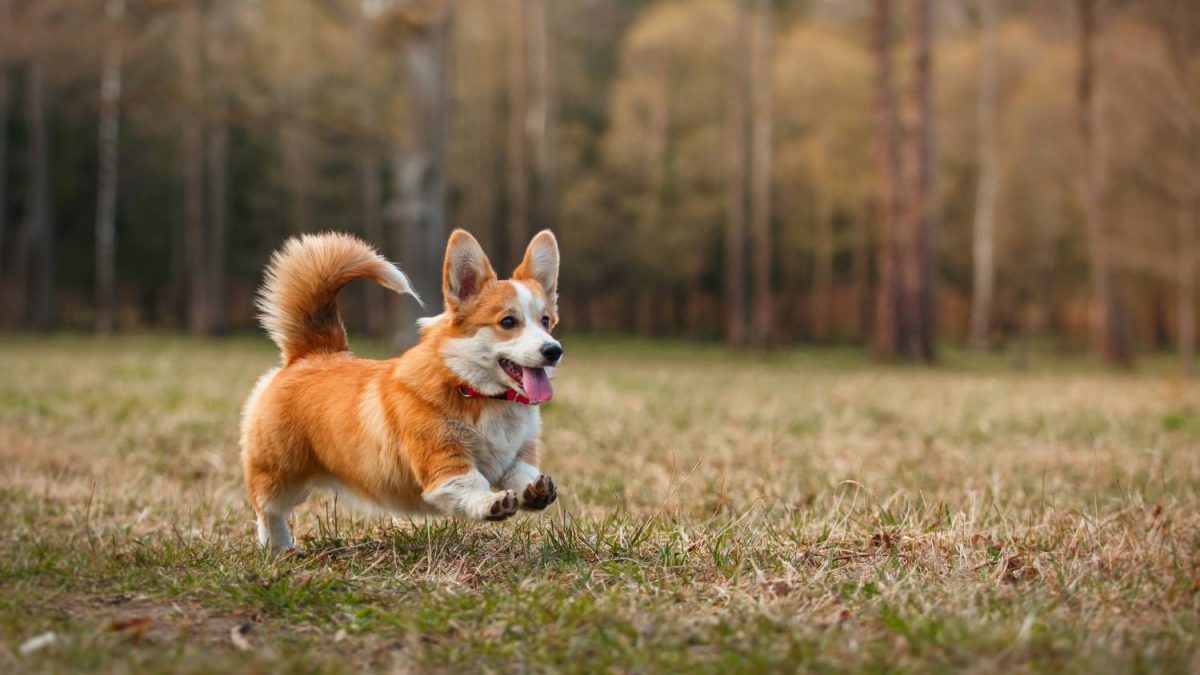 Welsh Corgi Pembroke Depositphotos_87766636_S