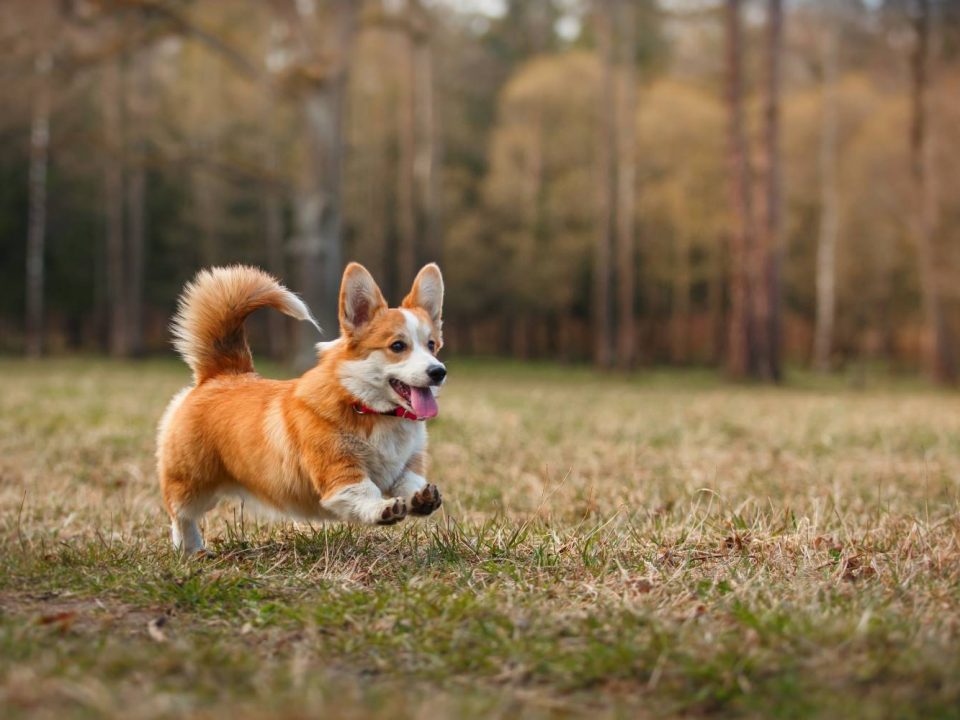 Welsh Corgi Pembroke Depositphotos_87766636_S