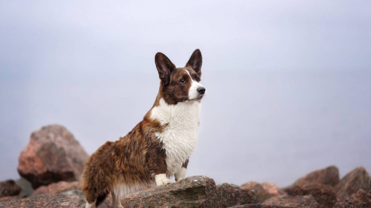 Welsh corgi Cardigan Depositphotos_253151882_S