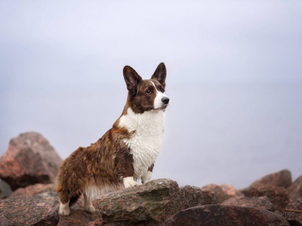 Welsh corgi Cardigan Depositphotos_253151882_S