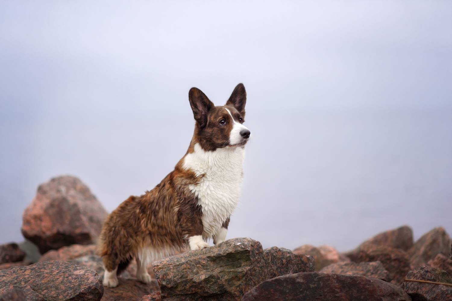 Welsh Corgi Cardigan | karakter | gezondheid en puppyinfo | De Nieuwe Hond