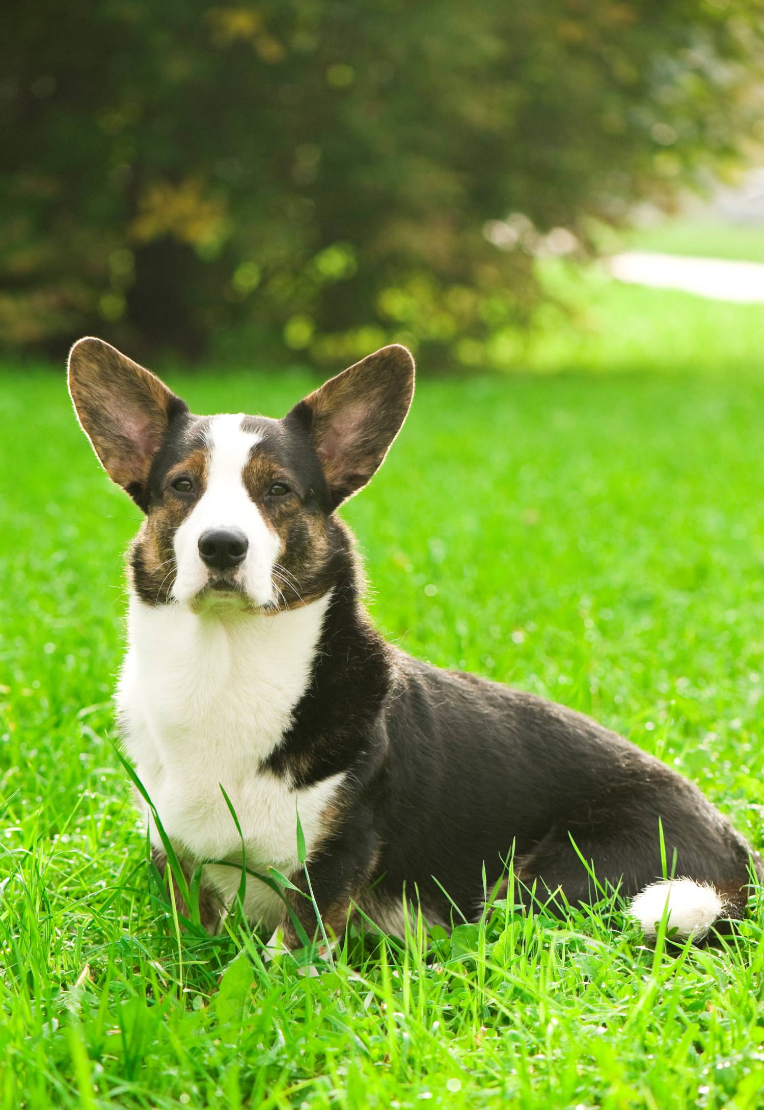 Welsh corgi Cardigan Depositphotos_34560225_S