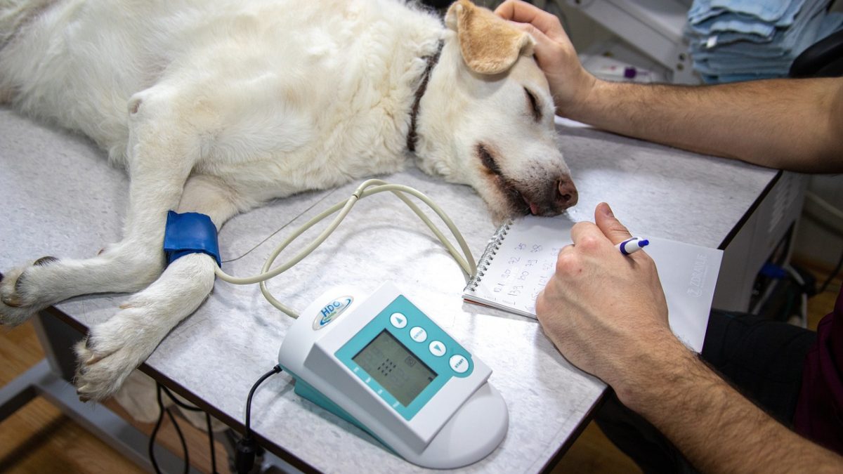 Premie hondenverzekering onder druk door duurdere dierenarts