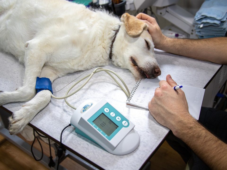 Premie hondenverzekering onder druk door duurdere dierenarts