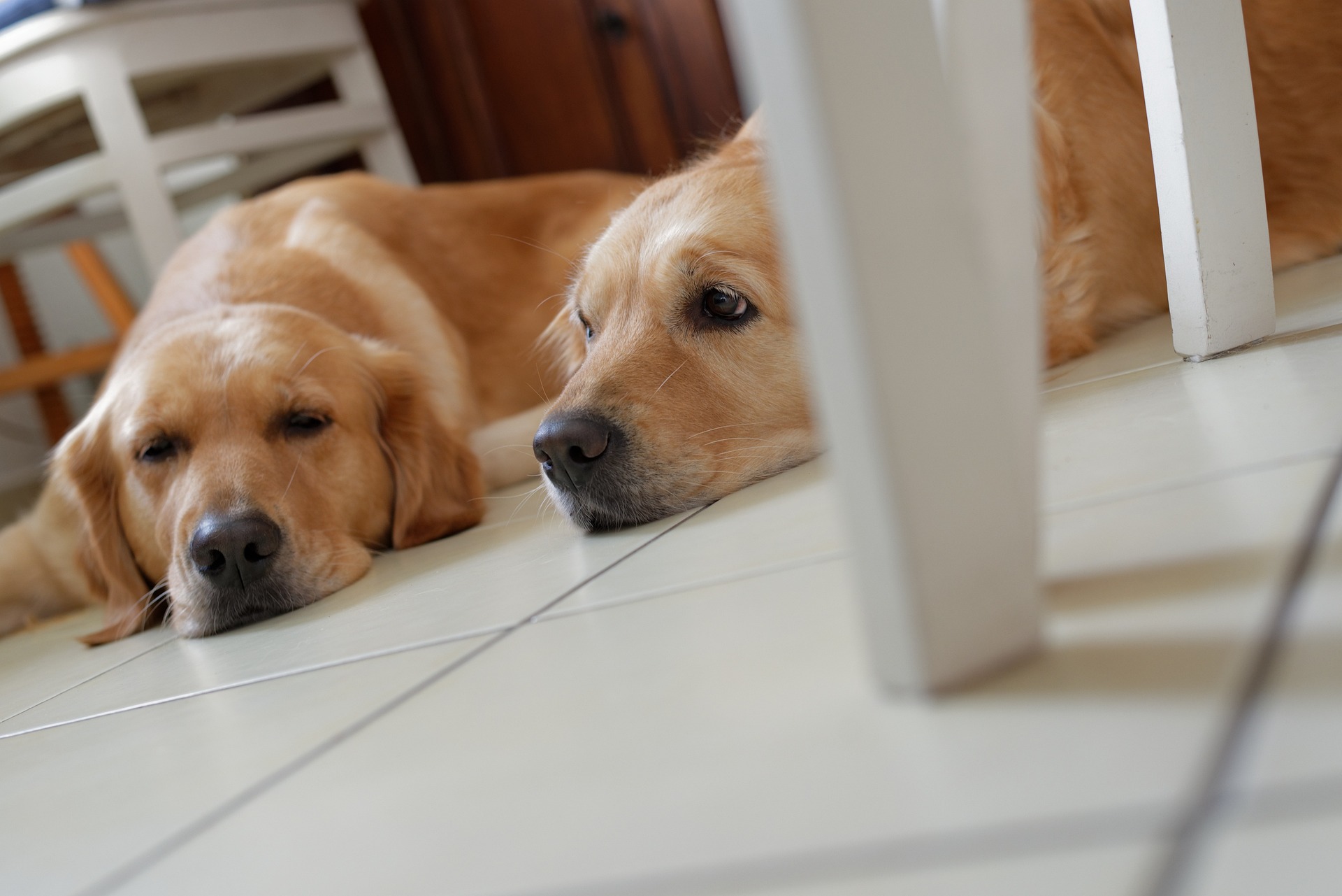 Tips om een ​​huis te huren waar honden toegestaan zijn