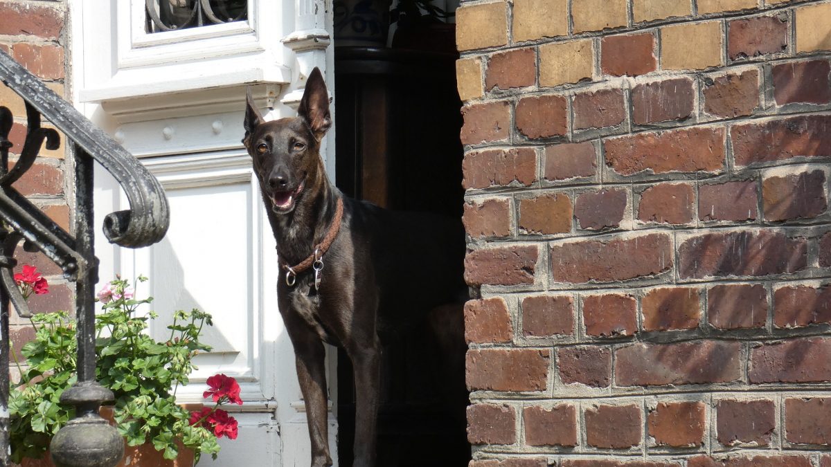 Tips om een ​​huis te huren waar honden zijn toegestaan