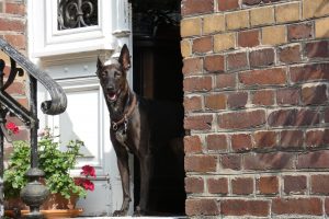 Tips om een ​​huis te huren waar honden zijn toegestaan