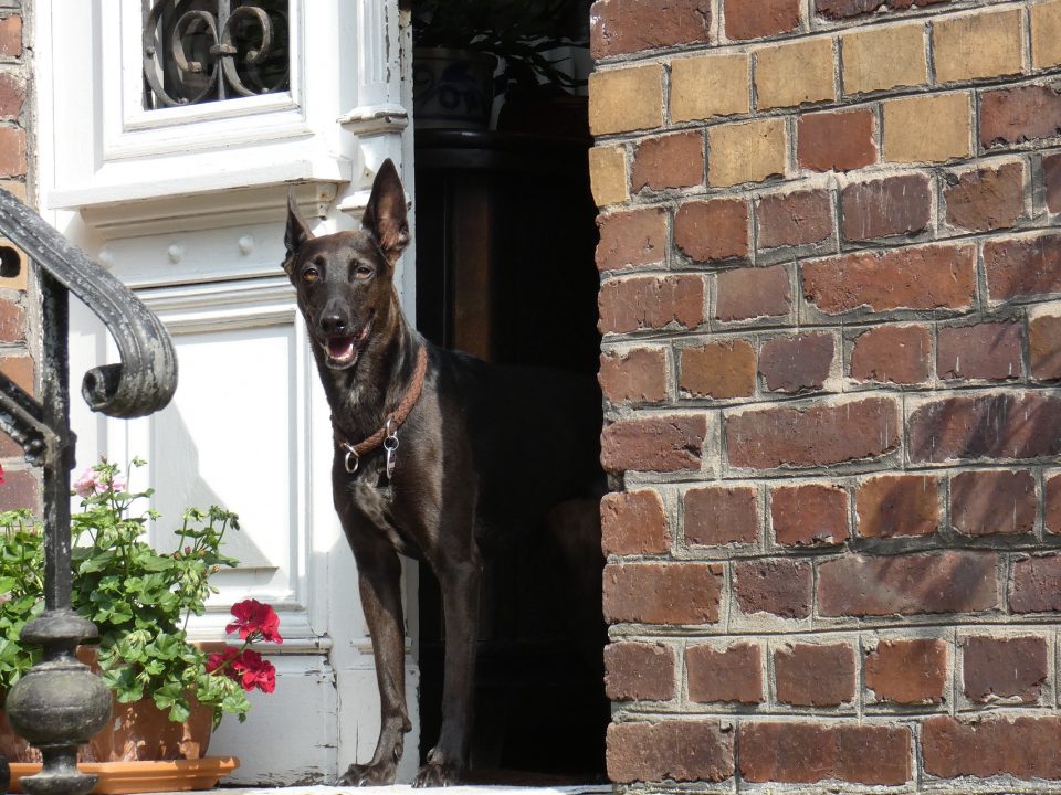 Tips om een ​​huis te huren waar honden zijn toegestaan