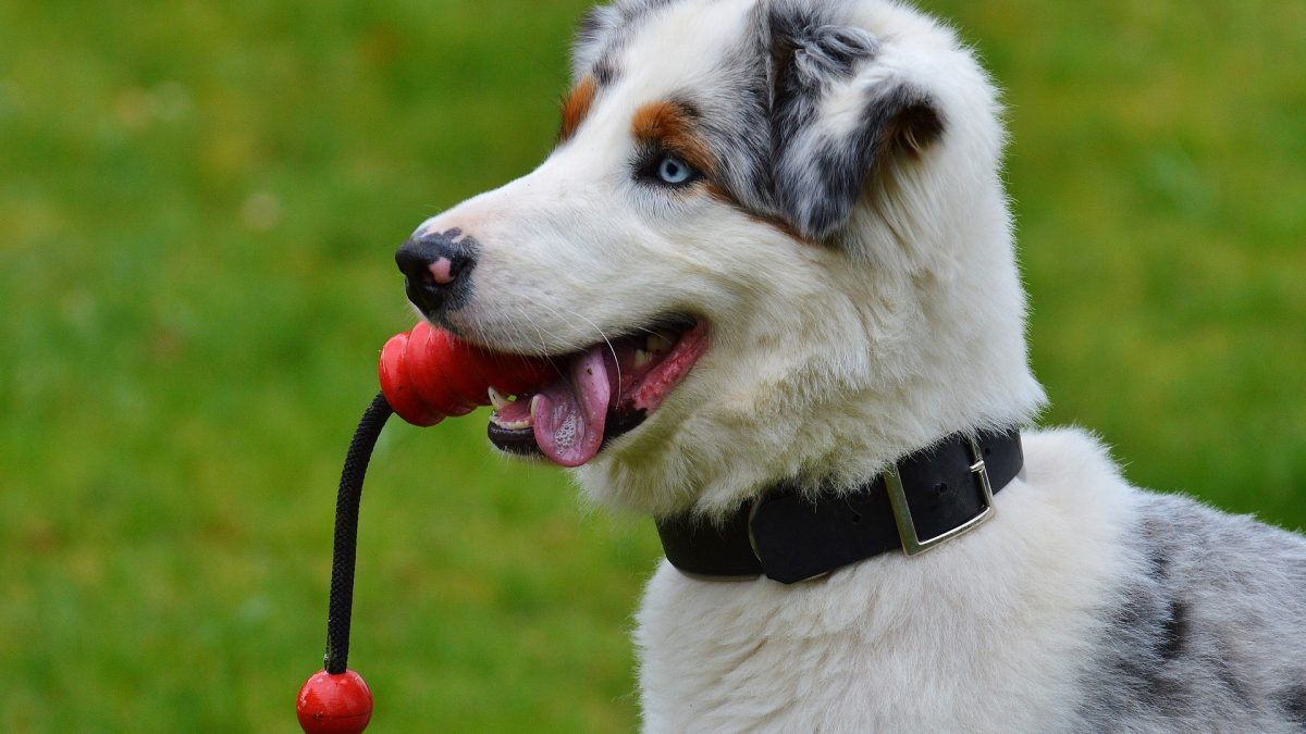 Zo jij je hond topconditie De Nieuwe