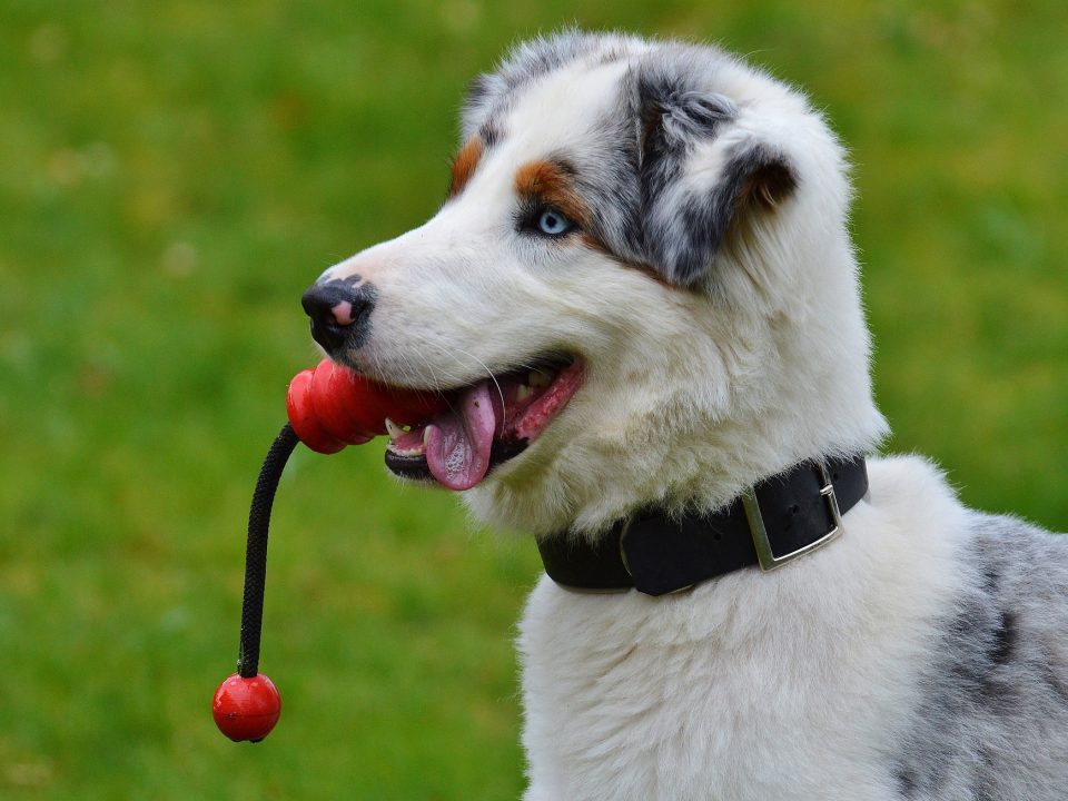 Zo houd jij je hond in topconditie