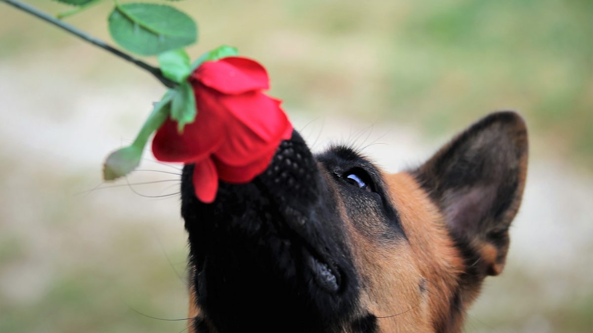 Top cadeaus voor hondenliefhebbers red-rose-g4437483ca_1920
