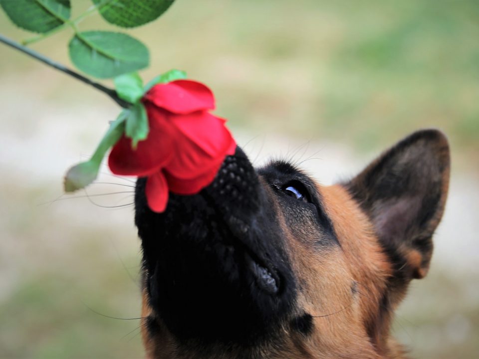 Top cadeaus voor hondenliefhebbers red-rose-g4437483ca_1920