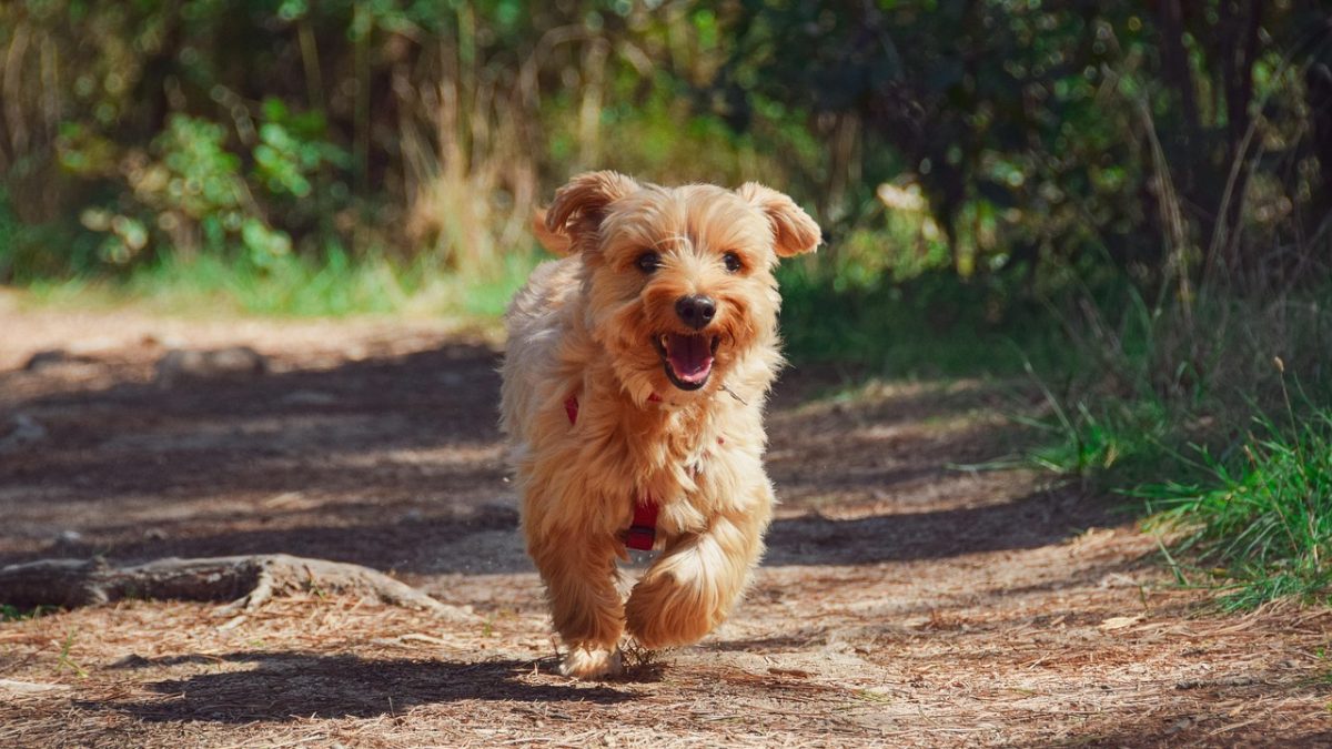 puppy-Zo werkt probiotica voor honden