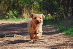 puppy-Zo werkt probiotica voor honden