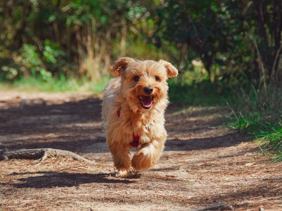 puppy-Zo werkt probiotica voor honden