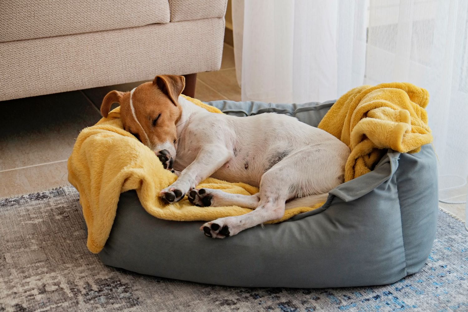 De perfecte hondenmand: Comfort en stijl gecombineerd