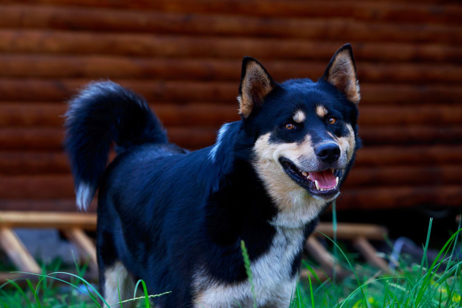 Russische hondenrassen - Oost Siberische Laika Depositphotos_287314142_S