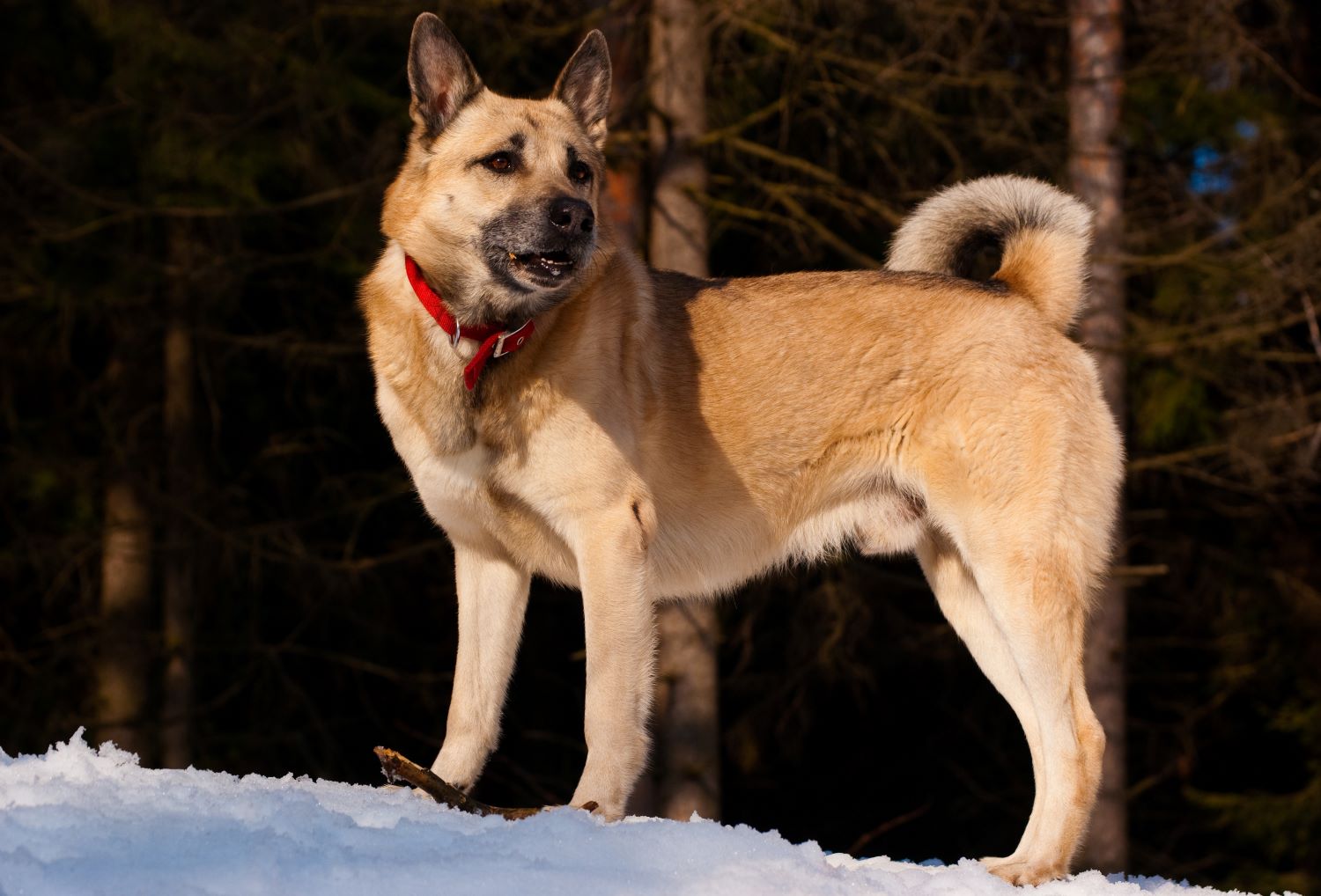 Russische hondenrassen - West Siberische Laika Depositphotos_1052206_S