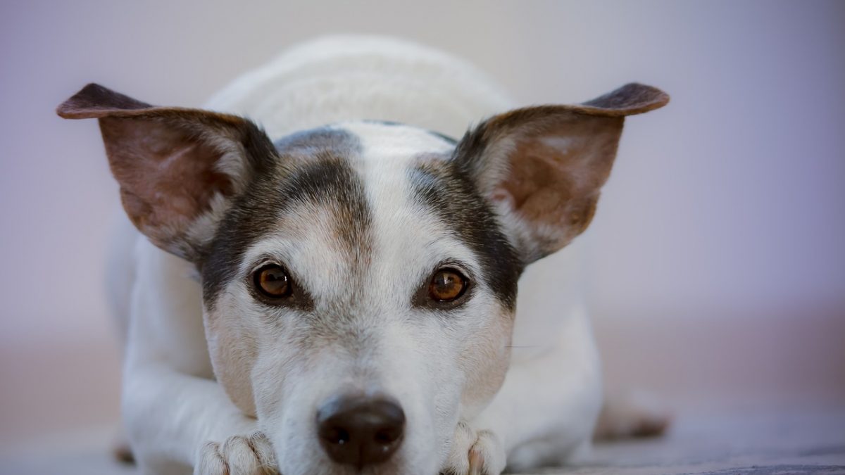 Draadloze stofzuigers voor huisdieren dog-2810484_1280