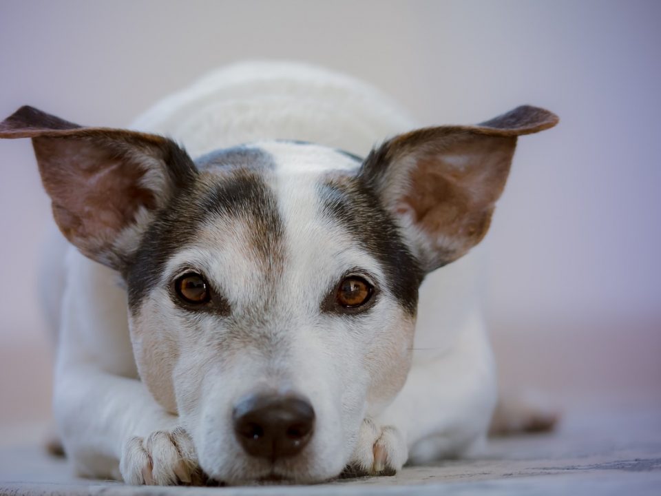 Draadloze stofzuigers voor huisdieren dog-2810484_1280