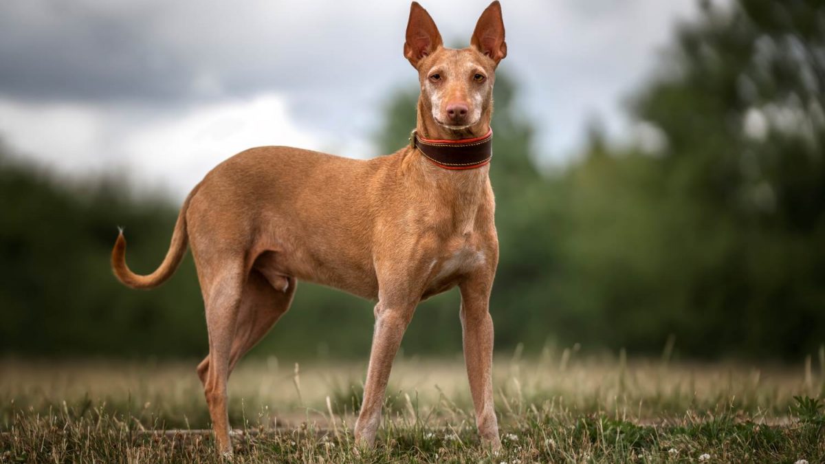 Podenco Andaluz Depositphotos_628021950_S