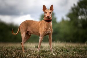 Podenco Andaluz Depositphotos_628021950_S