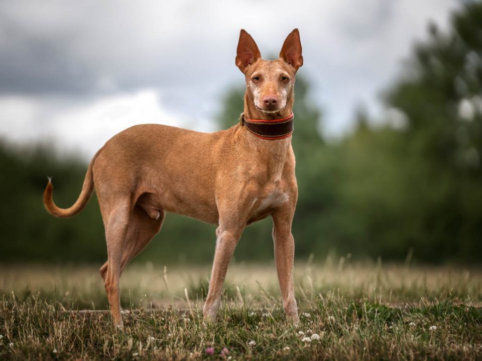 Podenco Andaluz Depositphotos_628021950_S