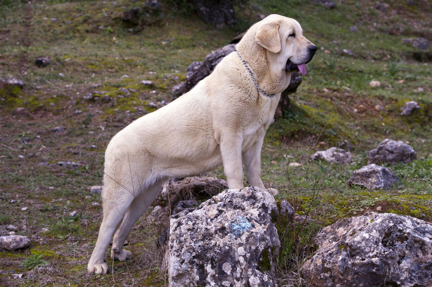 Spaanse hondenrassen - Pyreneese Mastiff Depositphotos_310445994_S