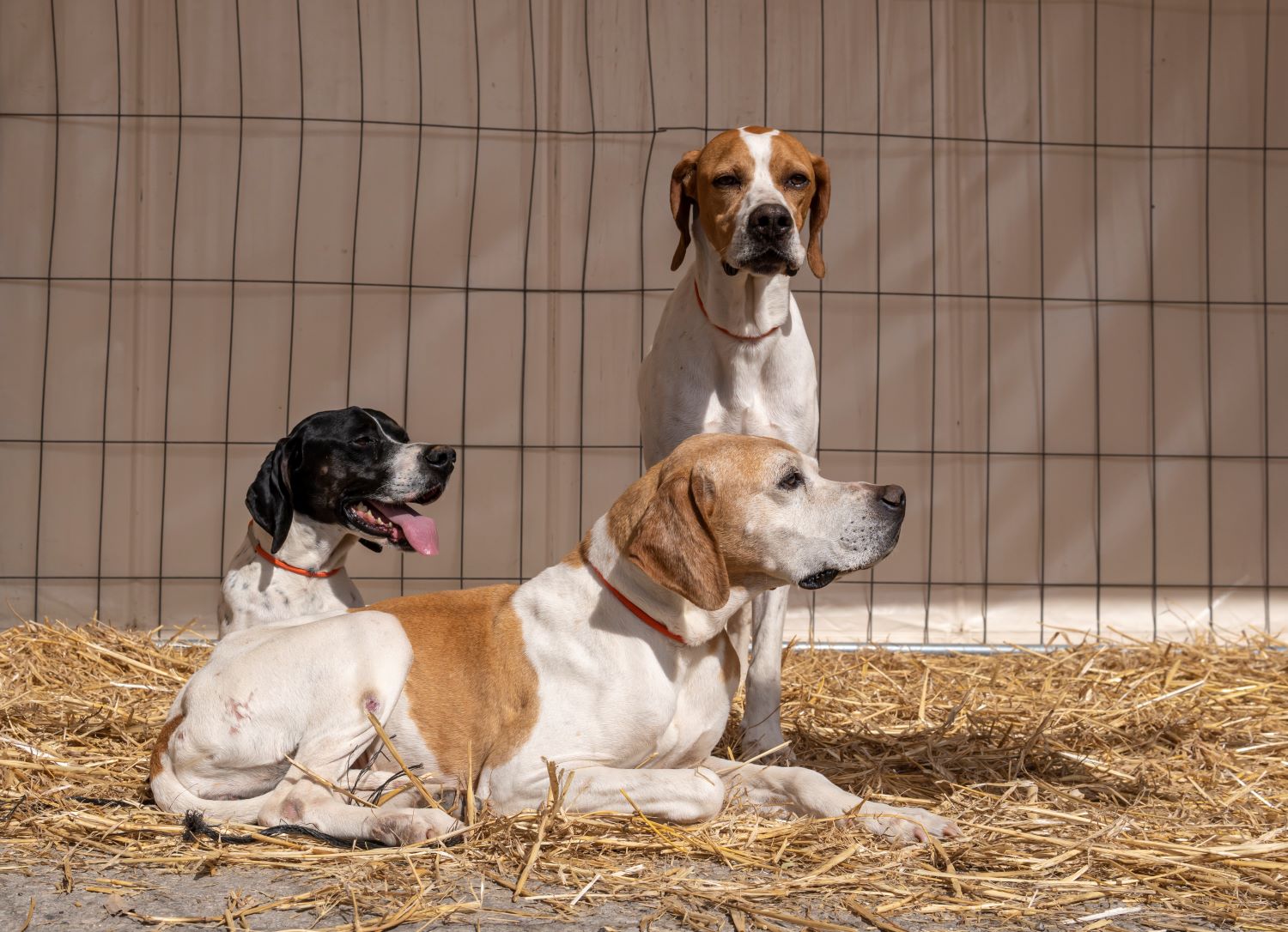 Spaanse hondenrassen - Spaanse Pointer Depositphotos_649197604_S