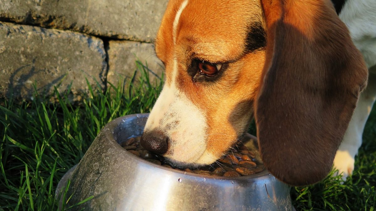 Hondenbrokken die weinig ontlasting geven