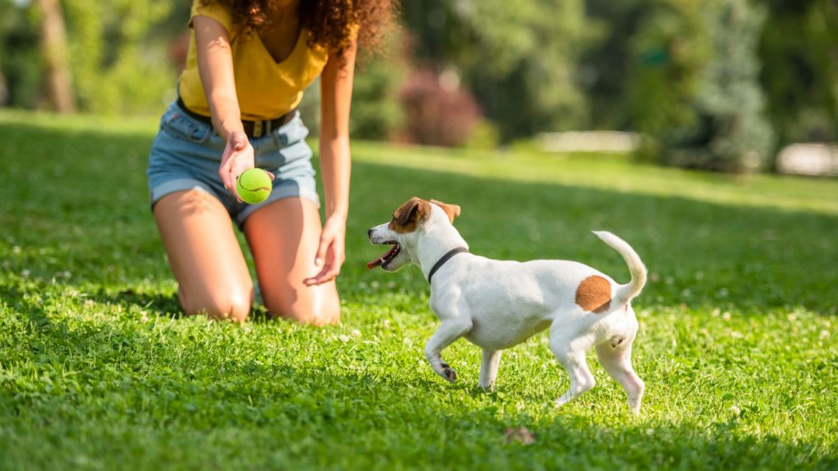 Wil je de zorgkosten van je hond ook verzekeren