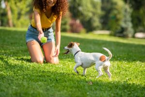 Wil je de zorgkosten van je hond ook verzekeren