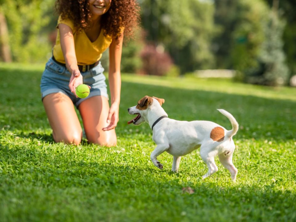 Wil je de zorgkosten van je hond ook verzekeren