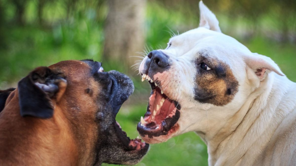 Wolf versus Hond 2025 Depositphotos_45097721_X