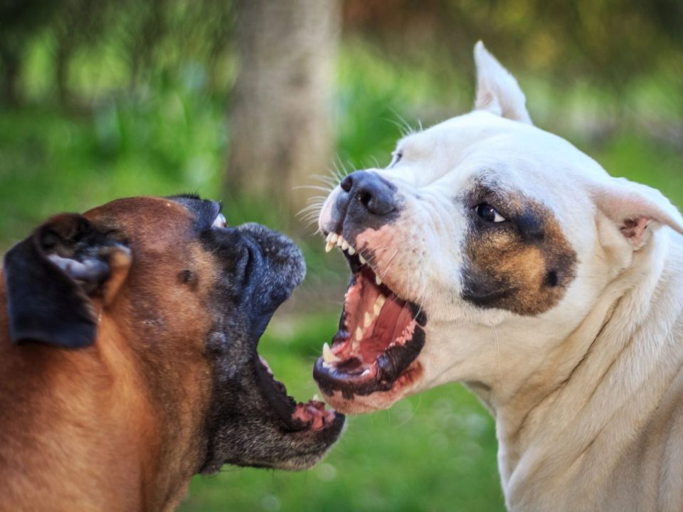 Wolf versus Hond 2025 Depositphotos_45097721_X