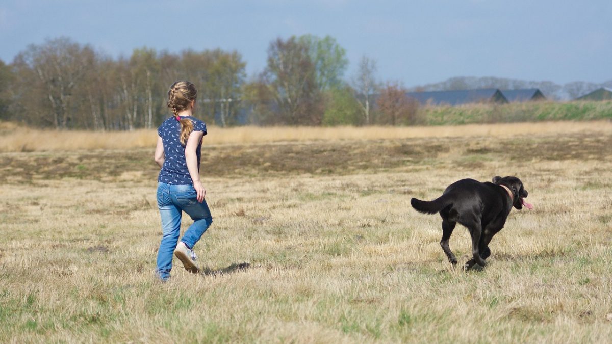 Hoe maak je van elke wandeling met je hond een succes