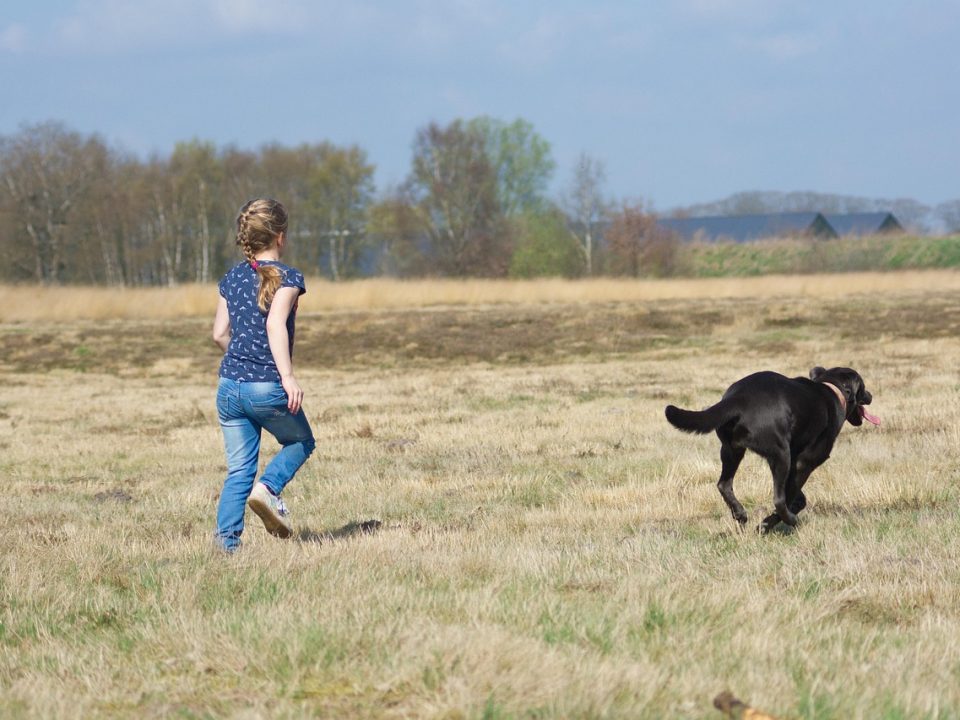 Hoe maak je van elke wandeling met je hond een succes
