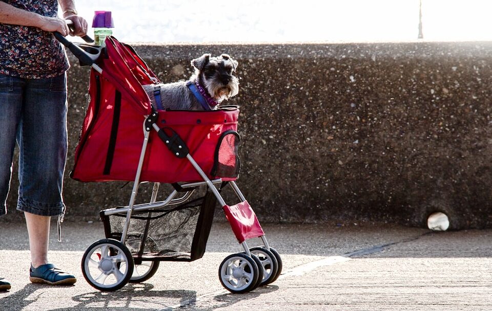 Wanneer heeft een hond een hondenbuggy nodig? 7 Wanneer heeft een hond een hondenbuggy nodig